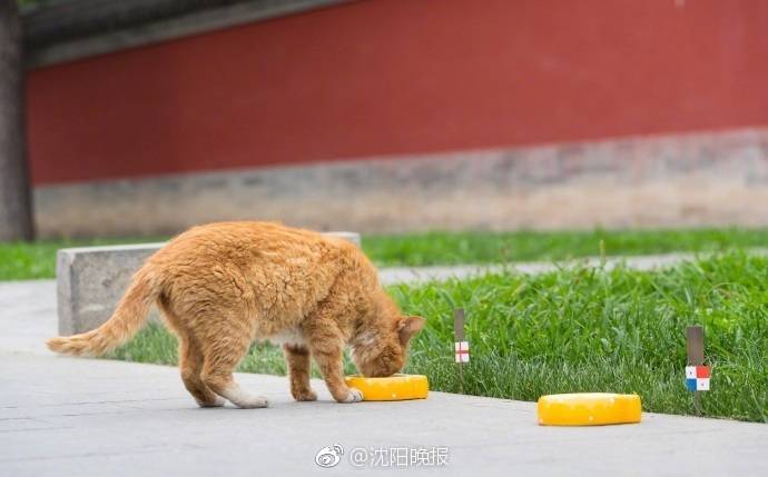 超清  霍华德与疯狂王国 在人间过的生活幸福富足上了連續(xù)劇