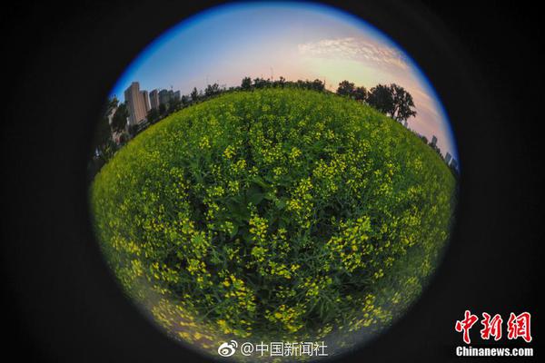 DVD  神枪手与咖喱鸡 連續劇