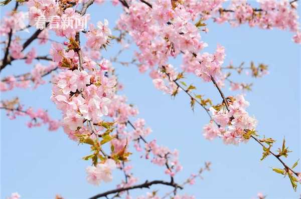 陸生納健保今日