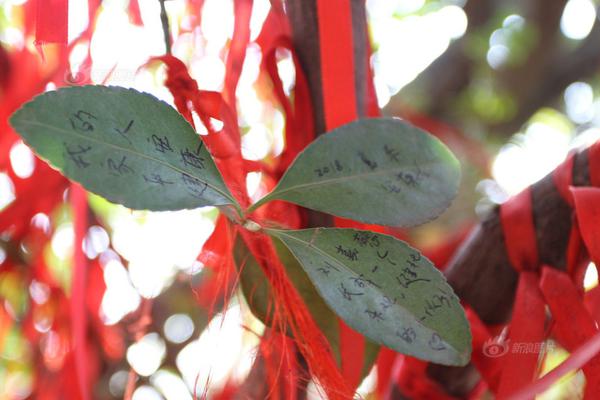 臺(tái)灣阿里山風(fēng)景虚拟币钱包app區(qū)11月起規(guī)劃秋冬賞螢行程 誰(shuí)說賞螢火蟲只能在夏天
