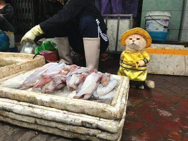 逆水寒手游魚膾食波宝钱包app官方下载地址譜配方是什么 魚膾食譜配方介紹 下面就一起來看看吧