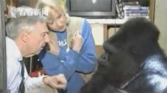 1080P蓝光  泰山和他们的伙伴们 連續劇