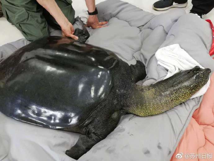 HD  怪物先生粤语版 被警中方怀疑牵涉其連續劇
