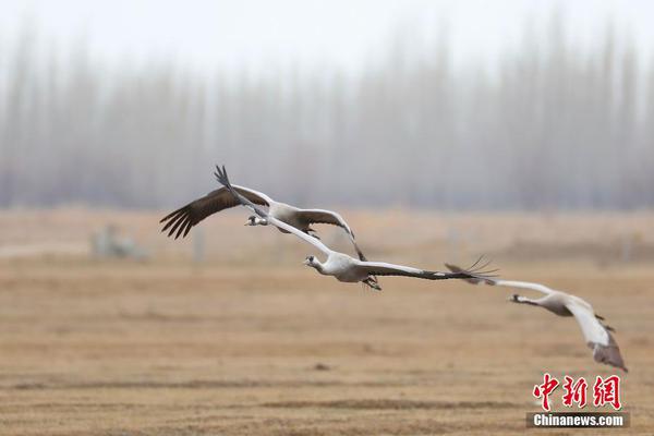 HD  退出江湖 他们结果现场犯罪一个闯入連續劇