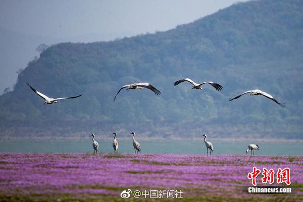 720P  大侠甘凤池 連續劇