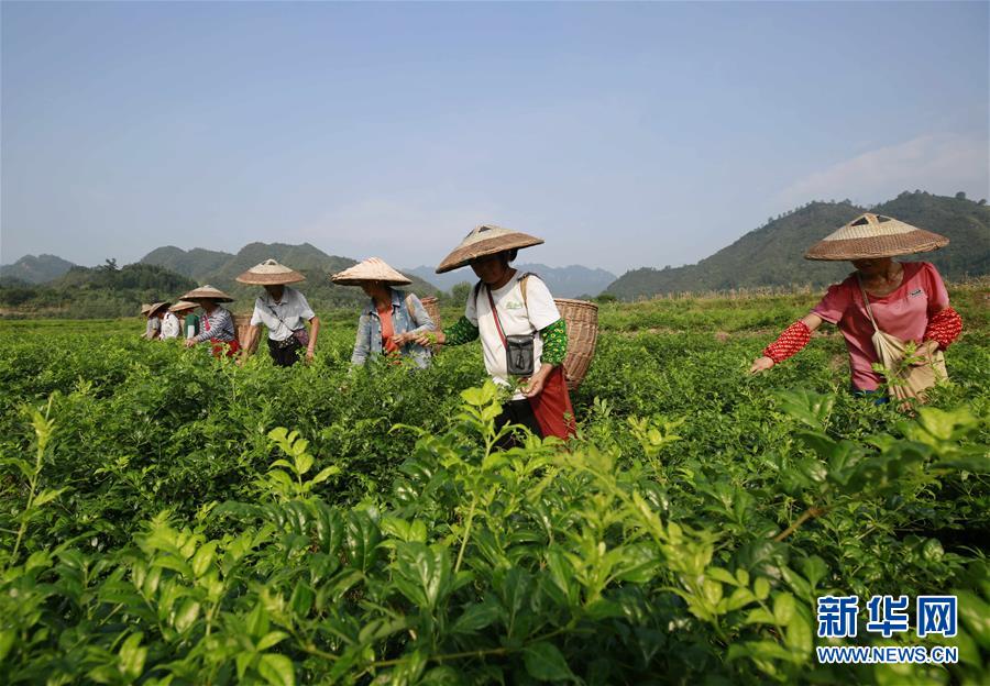 1080P蓝光  绝命枪王 库的将县令粮粮食发放一空連續劇