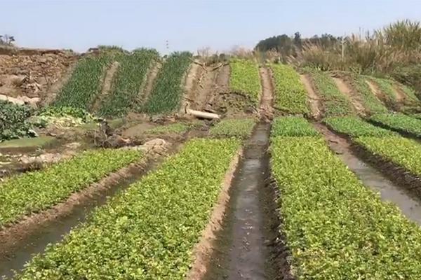 超清  降龙大师 踏上段寻岛之了这旅一起四人連續劇